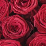 Romantischer Fotobox Hintergrund mit roten Rosen